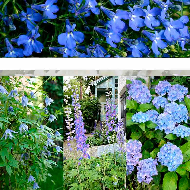 blau